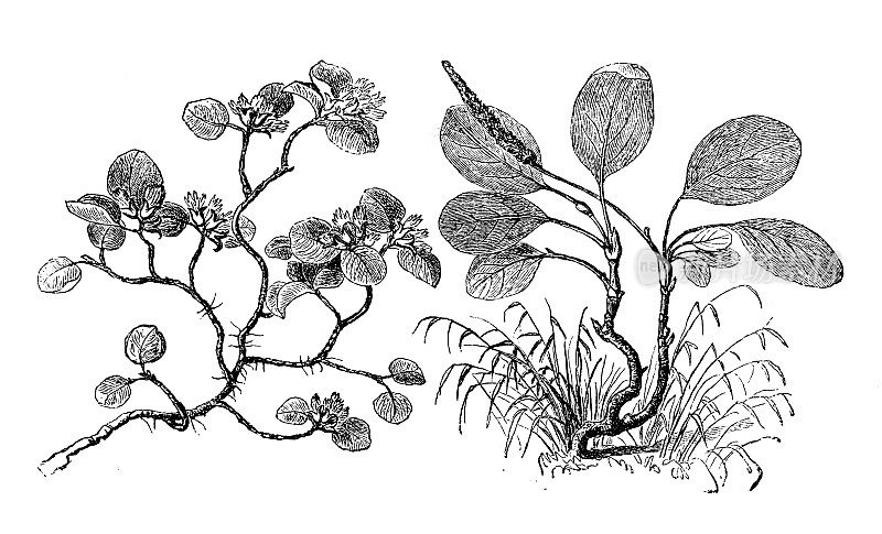 古植物学插图:柳树(矮柳)和柳树(网叶柳或雪柳)