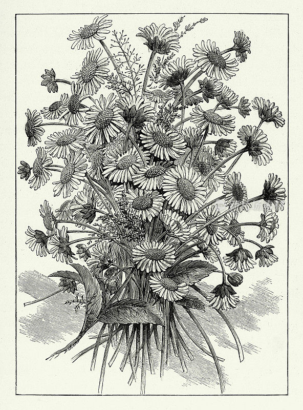 复古野花束，美国维多利亚版画，1882年