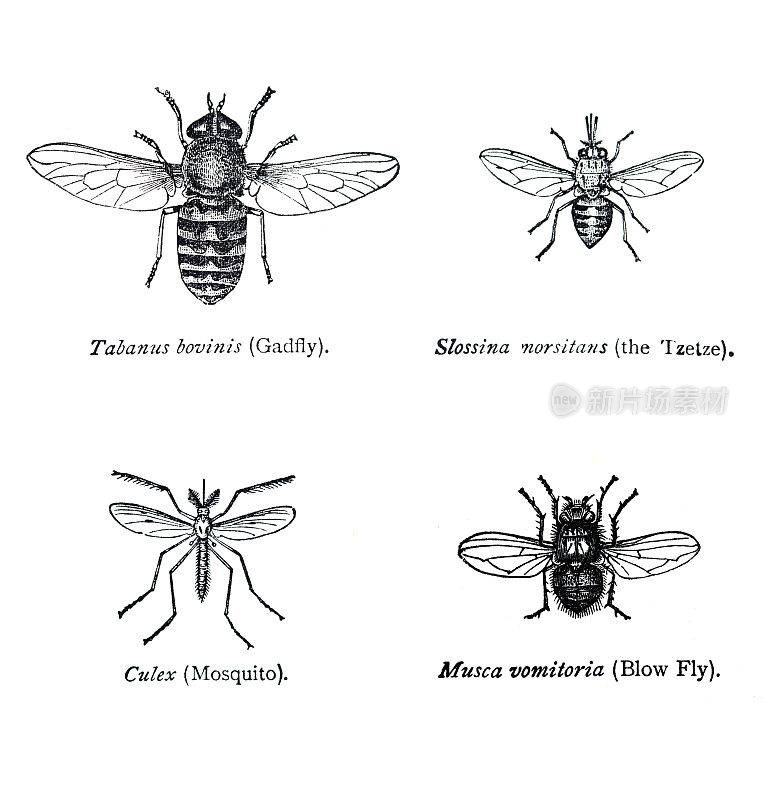 苍蝇和蚊子插图