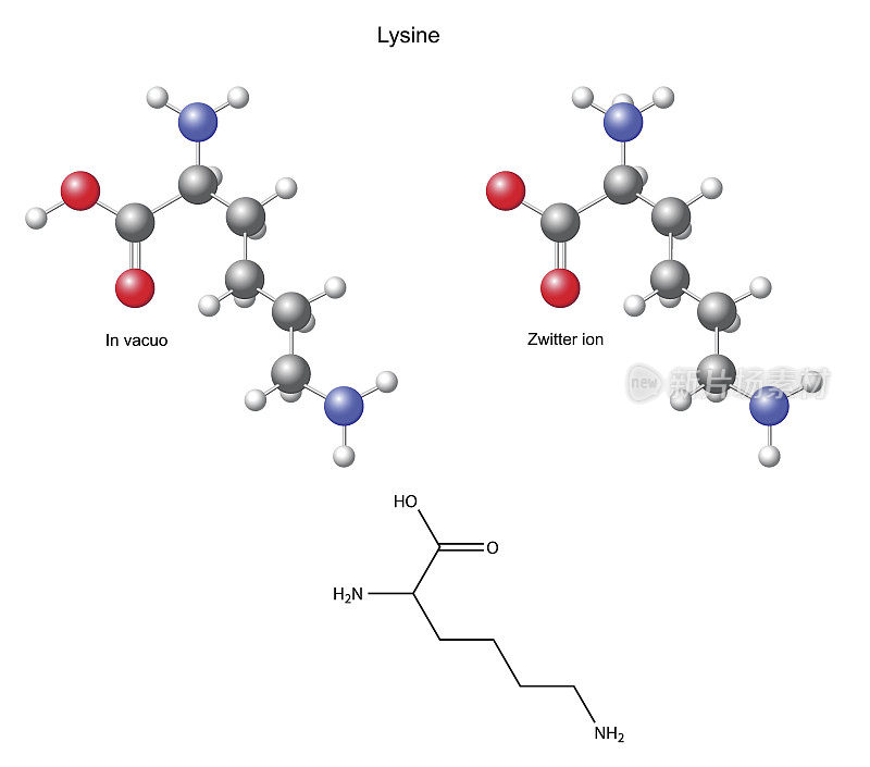赖氨酸(Lys)化学结构式和模型