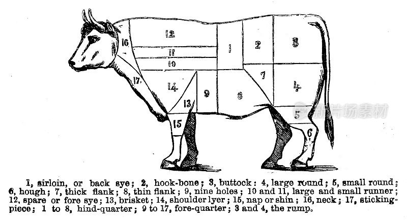 19世纪的家庭主妇和厨师用的维多利亚时代的牛的关节和切肉的插图;文本;出自比顿夫人1899年的烹饪书
