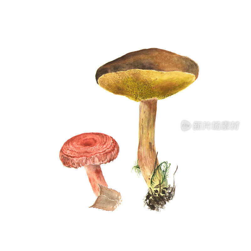 蘑菇的水彩画。褐色帽牛肝菌，有雀斑蘑菇