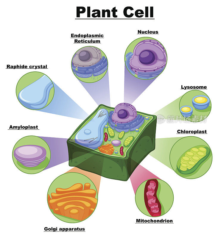 图示植物细胞各部分
