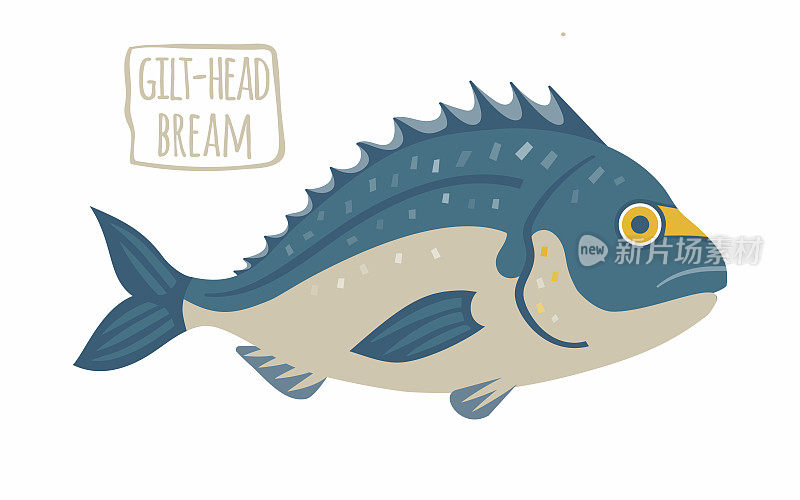 Gilt-Head鲤科鱼