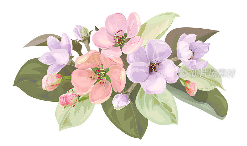 春天开花，水平边缘有淡紫色，粉红色的苹果树花。花束浅花，花蕾，绿叶白底。数字绘制插图水彩风格，复古，矢量
