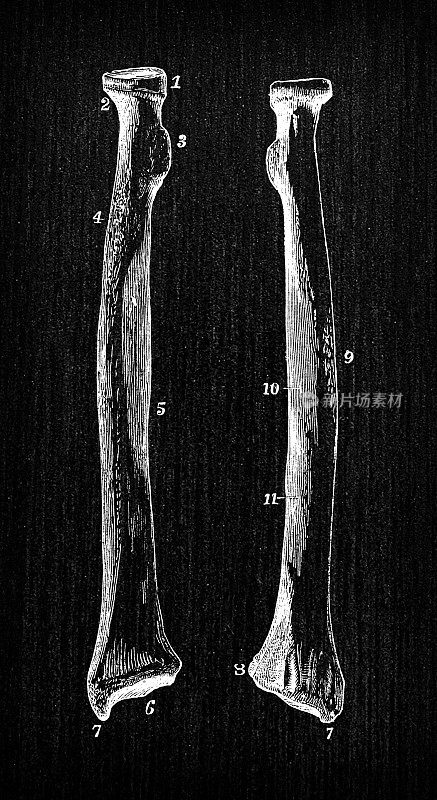 人体解剖学古董插图:半径