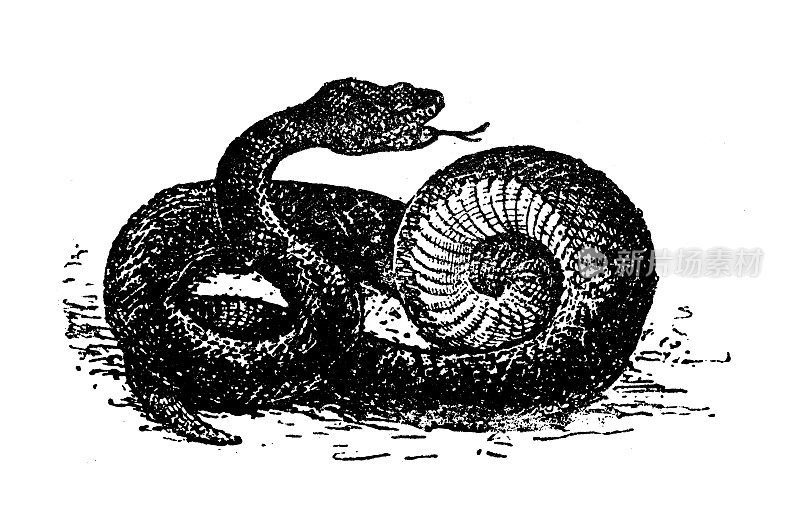 古董插图:蝮蛇，蝮蛇