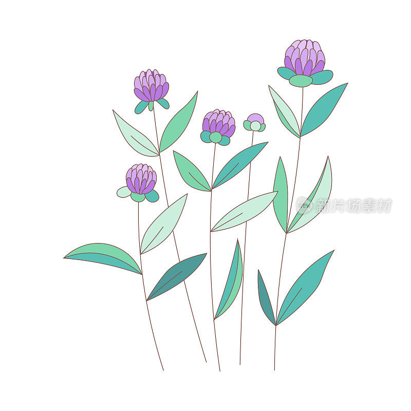 矢竹花。矢量草甸田野冈斑草绘图。夏季野花，开紫色花，花瓣和绿叶。彩色普罗旺斯花园插图。