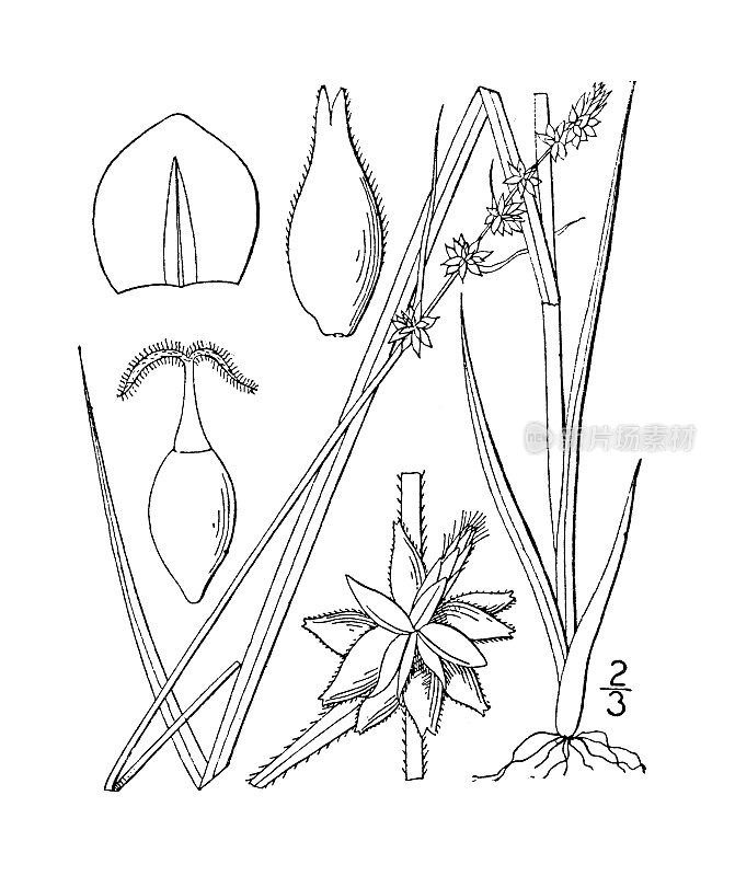 古植物学植物插图:苔草、苔草