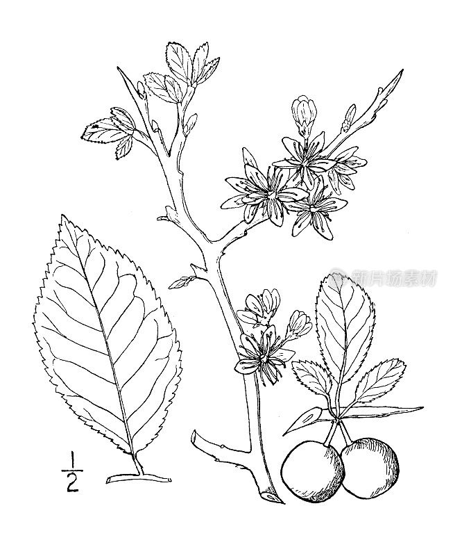 古植物学植物插图:李李、黑刺李、沙棘