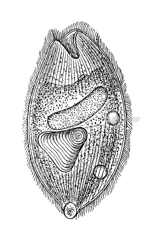 古代生物动物学图像:小圆螯虾