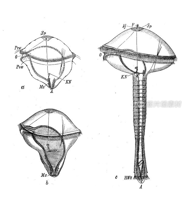 古代生物动物学图像:波利哥狄乌斯