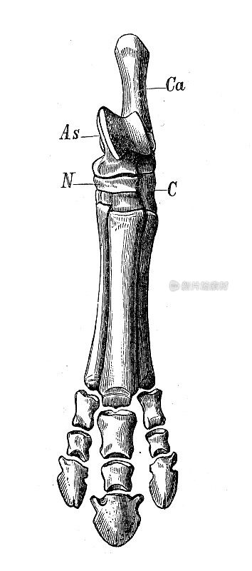 古代生物动物学图像:水螅足骨