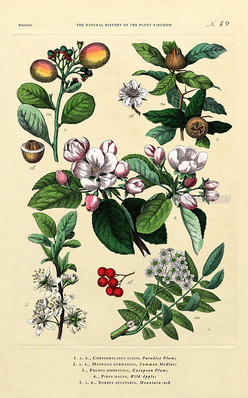 植物王国的历史，维多利亚植物插图，第49版，大约1853年