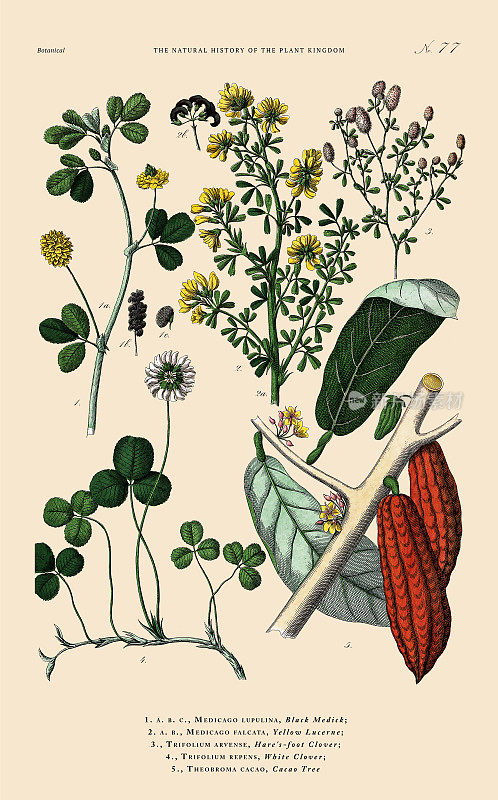 手工着色的植物雕刻，植物王国的历史，维多利亚植物插图，盘子77，大约1853年