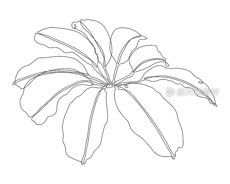 伞植物连续线条绘制与可编辑的笔触