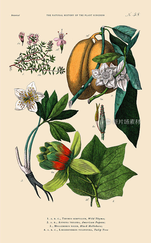 草本植物和开花植物，植物王国，维多利亚植物插图，大约1853年