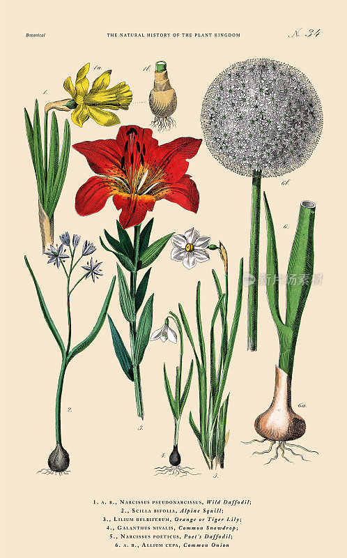球茎和开花植物，植物王国，维多利亚植物插图，大约1853年