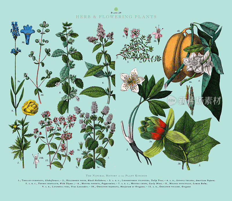 草本植物和开花植物，植物王国，维多利亚植物插图，大约1853年