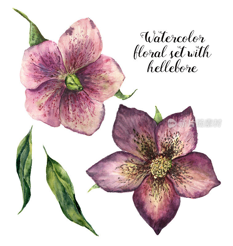 水彩花集与嚏根草。手绘冬季花孤立在白色的背景。植物插图设计，印刷或织物。
