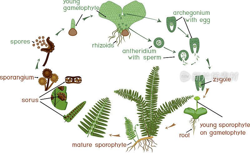 蕨类植物的生命周期。二倍体孢子体期和单倍体配子体期交替的植物生活史