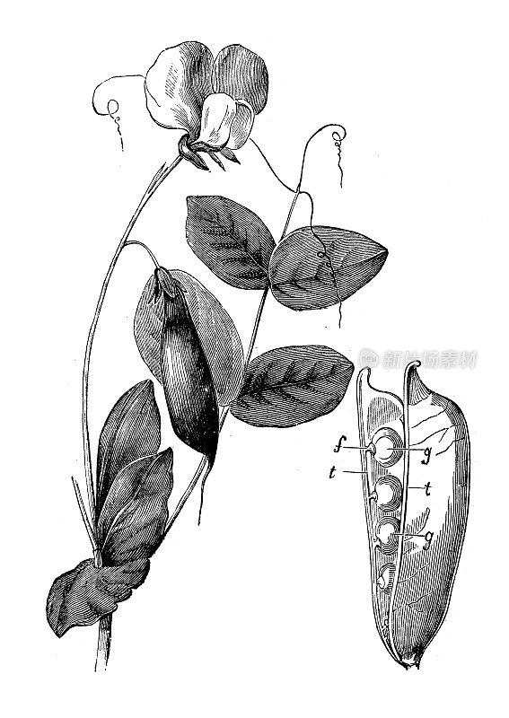 古植物学插图:豌豆、豌豆