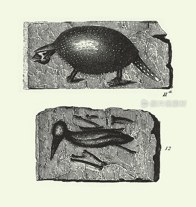 历史的年份，年份，第三纪化石，化石和骨骼雕刻古董插图，出版于1851年