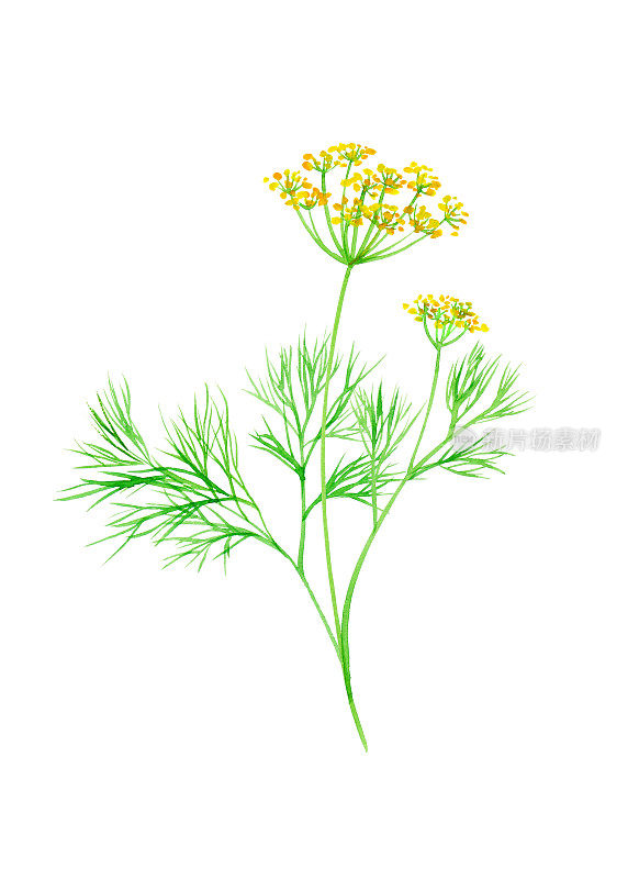 草本植物:小茴香水彩画