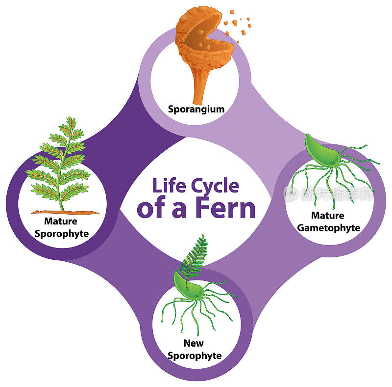 蕨类植物图的生命周期