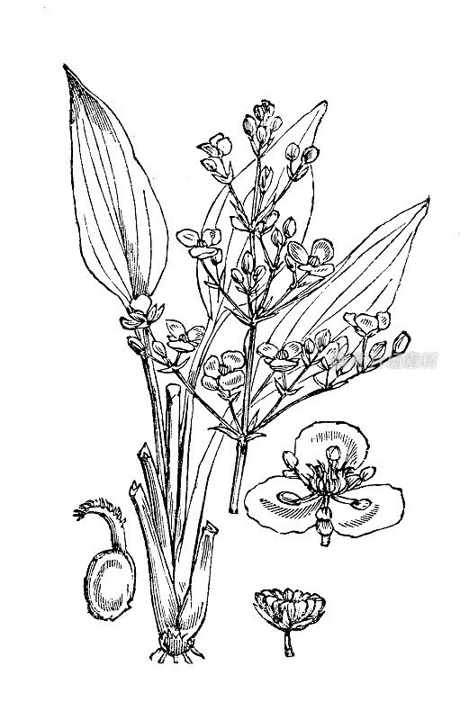 古董植物学插图:泽泻车前草、欧洲水车前草