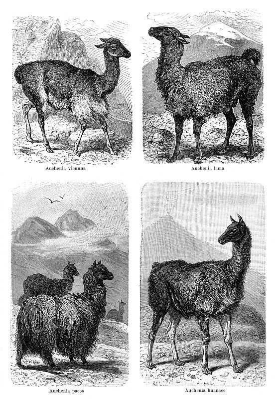 羊驼，骆马，骆马和瓜纳科羊驼画于1898年