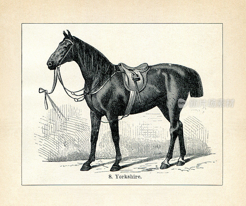 马种插图1898