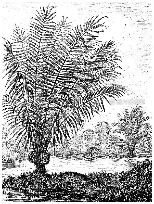 古色古香插图:大棕榈树