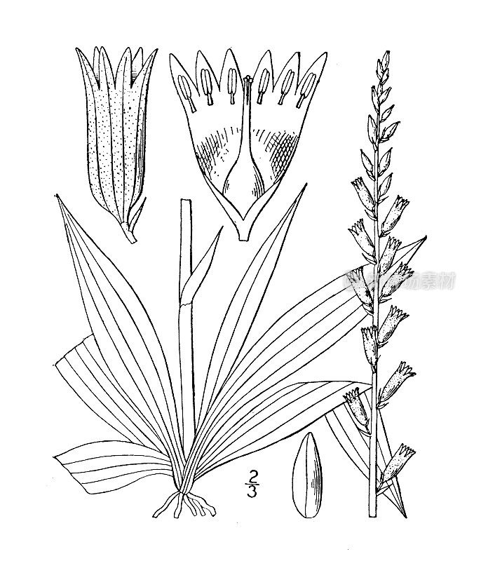 古植物学植物插图:粉蒿、星草、绞痛根