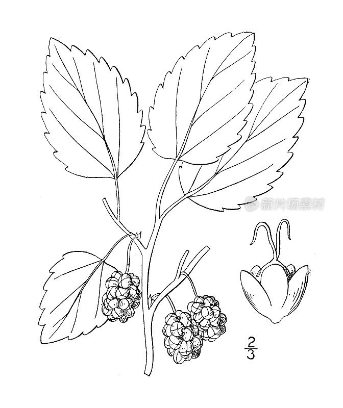 古植物学植物插图:桑树、白桑树