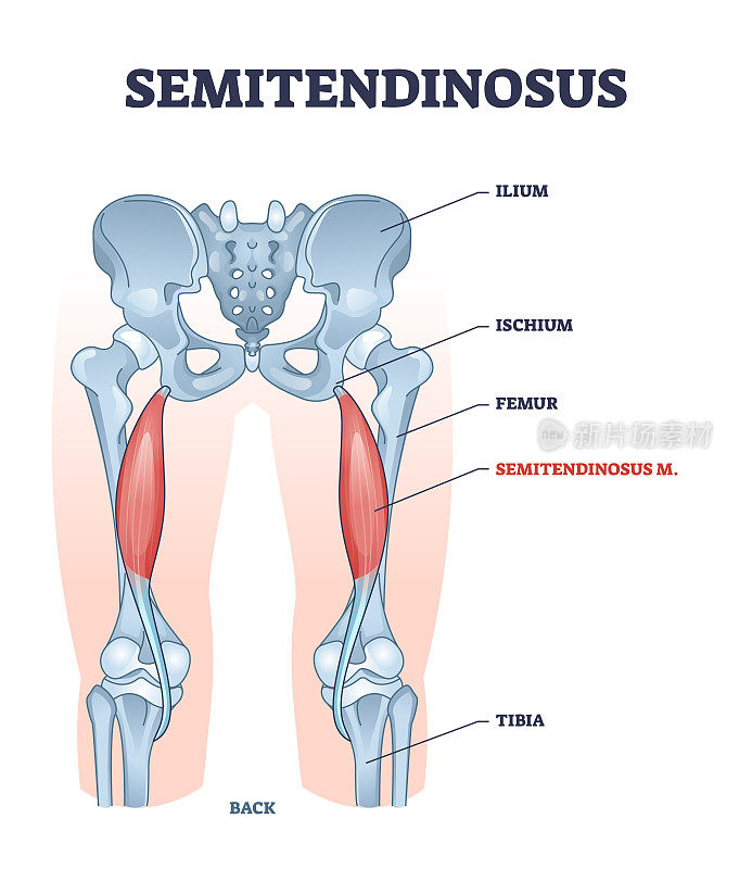 半腱肌和腿骨解剖结构轮廓图