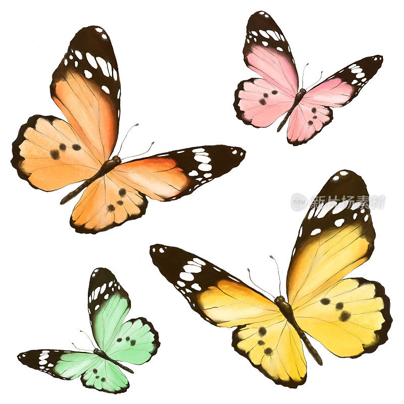 彩色水彩蝴蝶插图