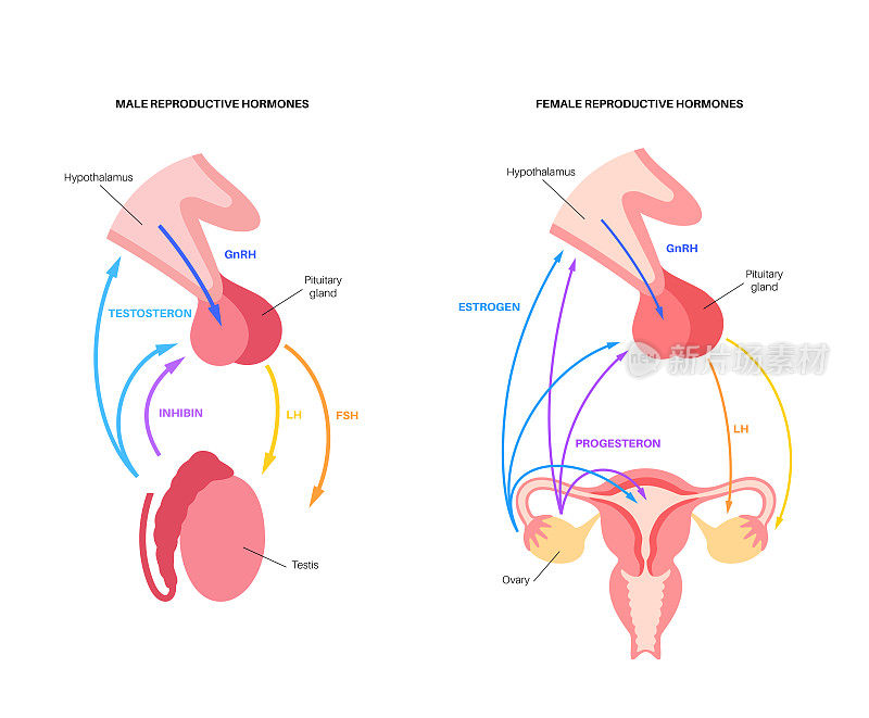 雄性和雌性生殖激素