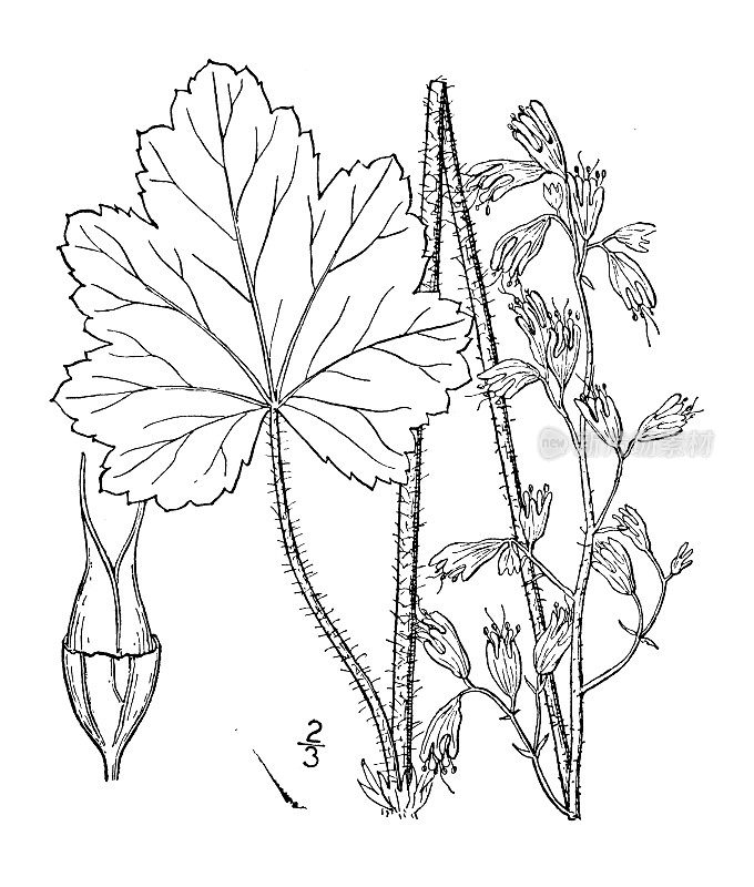 古植物学植物插图:胡切拉，胡切拉