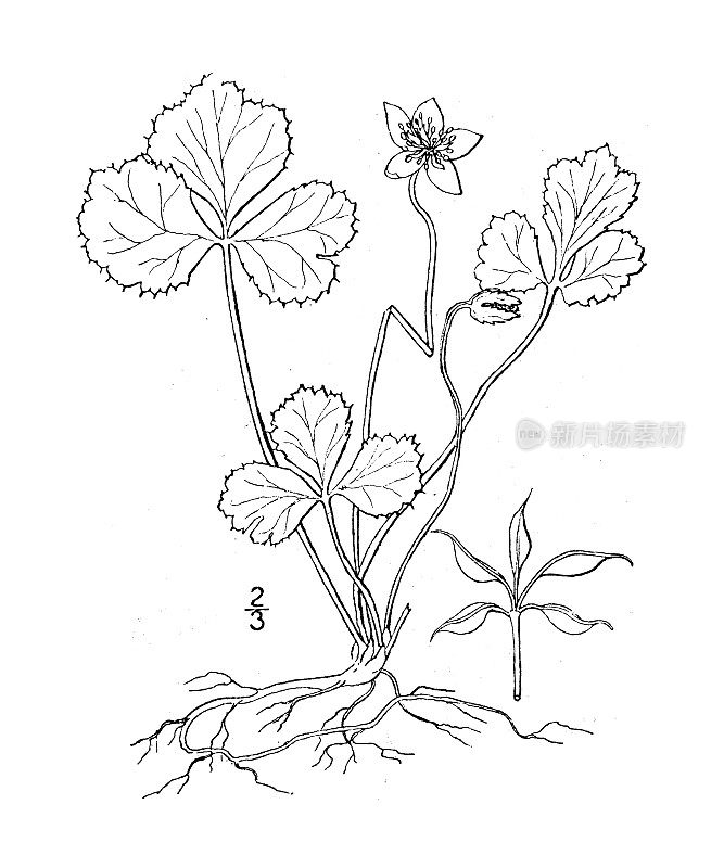 古植物学植物插图:黄连、金线