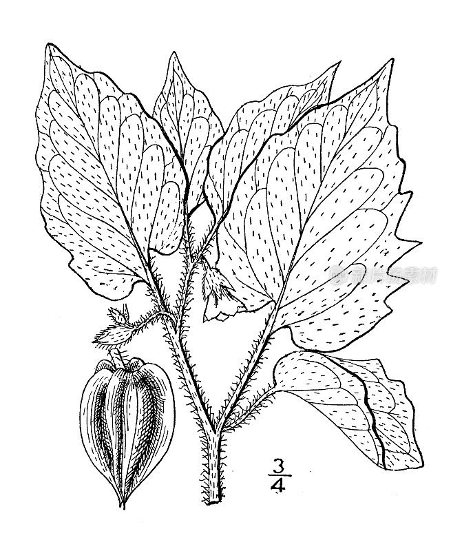 古董植物学植物插图:酸浆，高毛樱桃