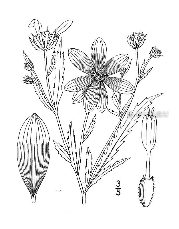 古植物学植物插图:鬼针草，长苞片花