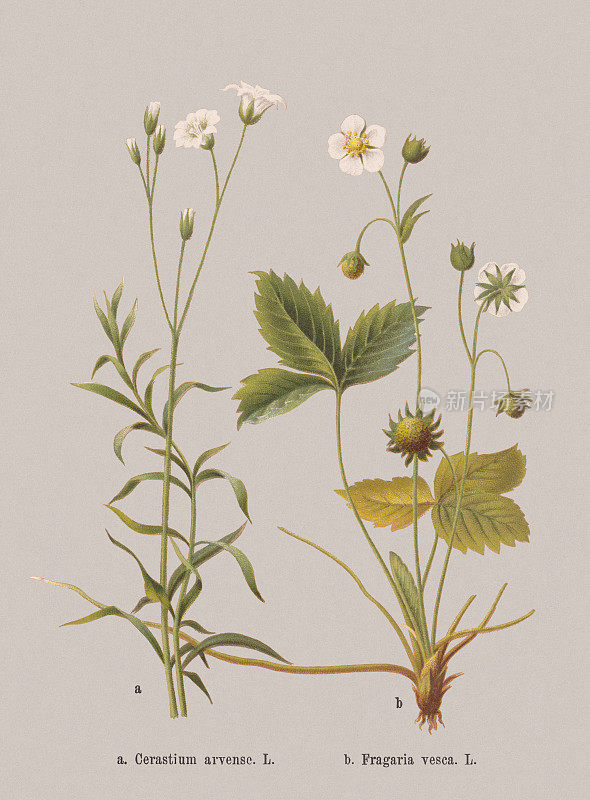 春花(石竹科，蔷薇科)，石刻，1884年出版