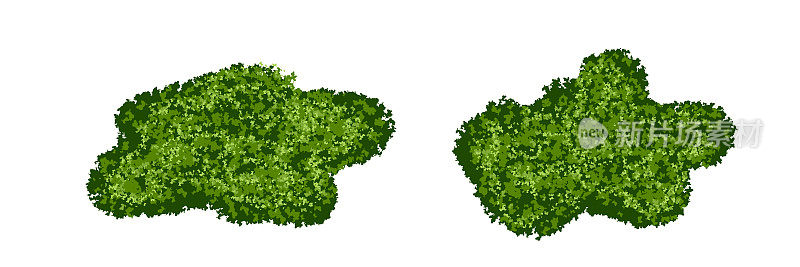 一组绿色苔藓灌木或森林地衣与现实的纹理隔离在白色背景