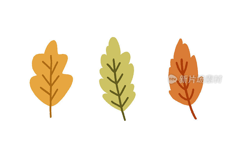 秋天的树叶,树叶