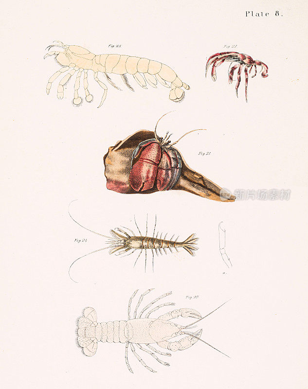 虾和海螯虾的色版印刷机1843年