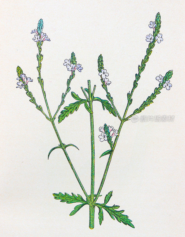古董植物学插图:马鞭草，马鞭草