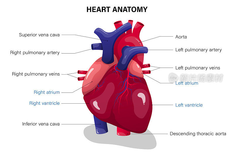 人体心脏解剖。医学教育图表。
