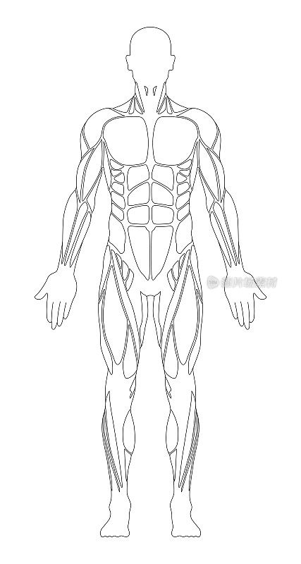 肌肉系统。人类的身体。男性解剖学。运动健身训练健身房锻炼矢量插图。前视图
