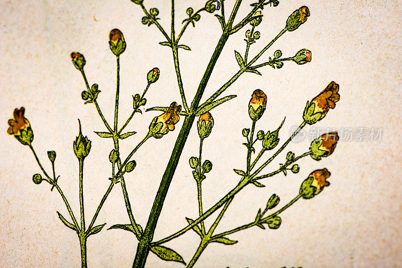 古植物学插图:结无花果，玄参